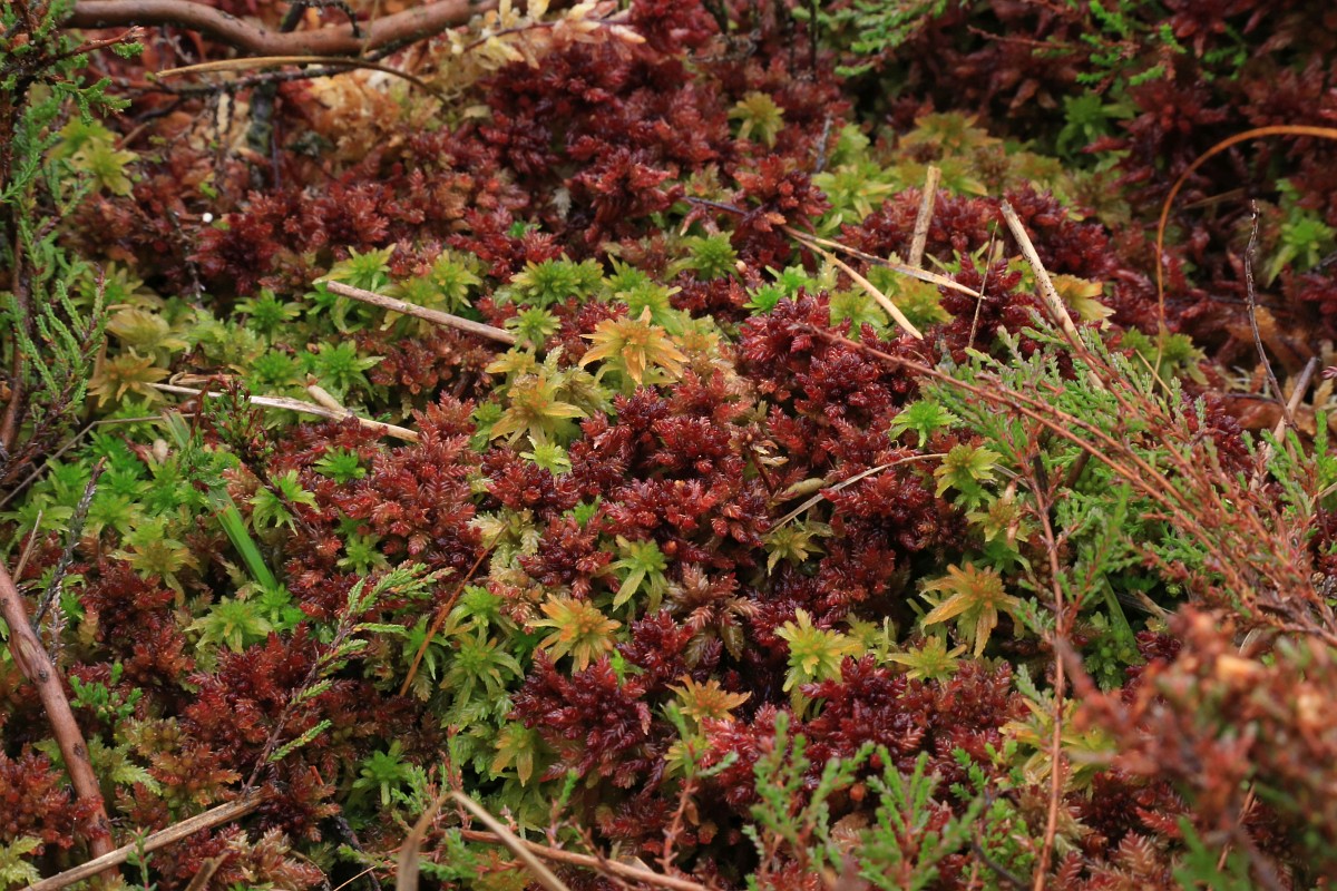 Sphagnum magellanicum